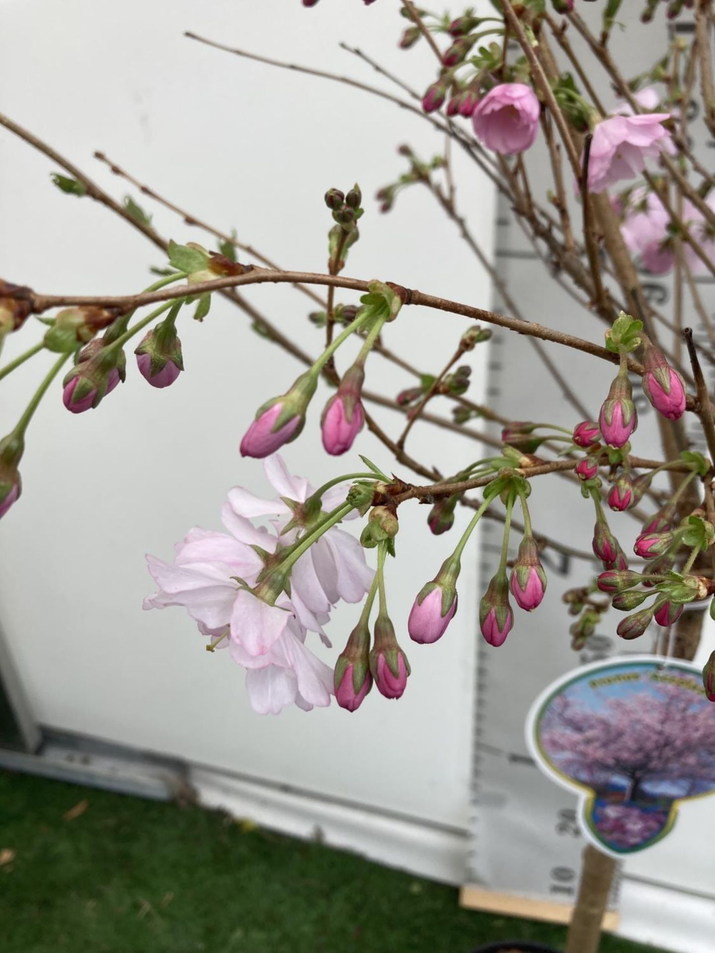 ONE FLOWERING CHERRY PRUNUS 'ACCOLADE' PINK TREE APPROX 140CM IN A 7 LTR POT PLUS VAT - Image 3 of 5