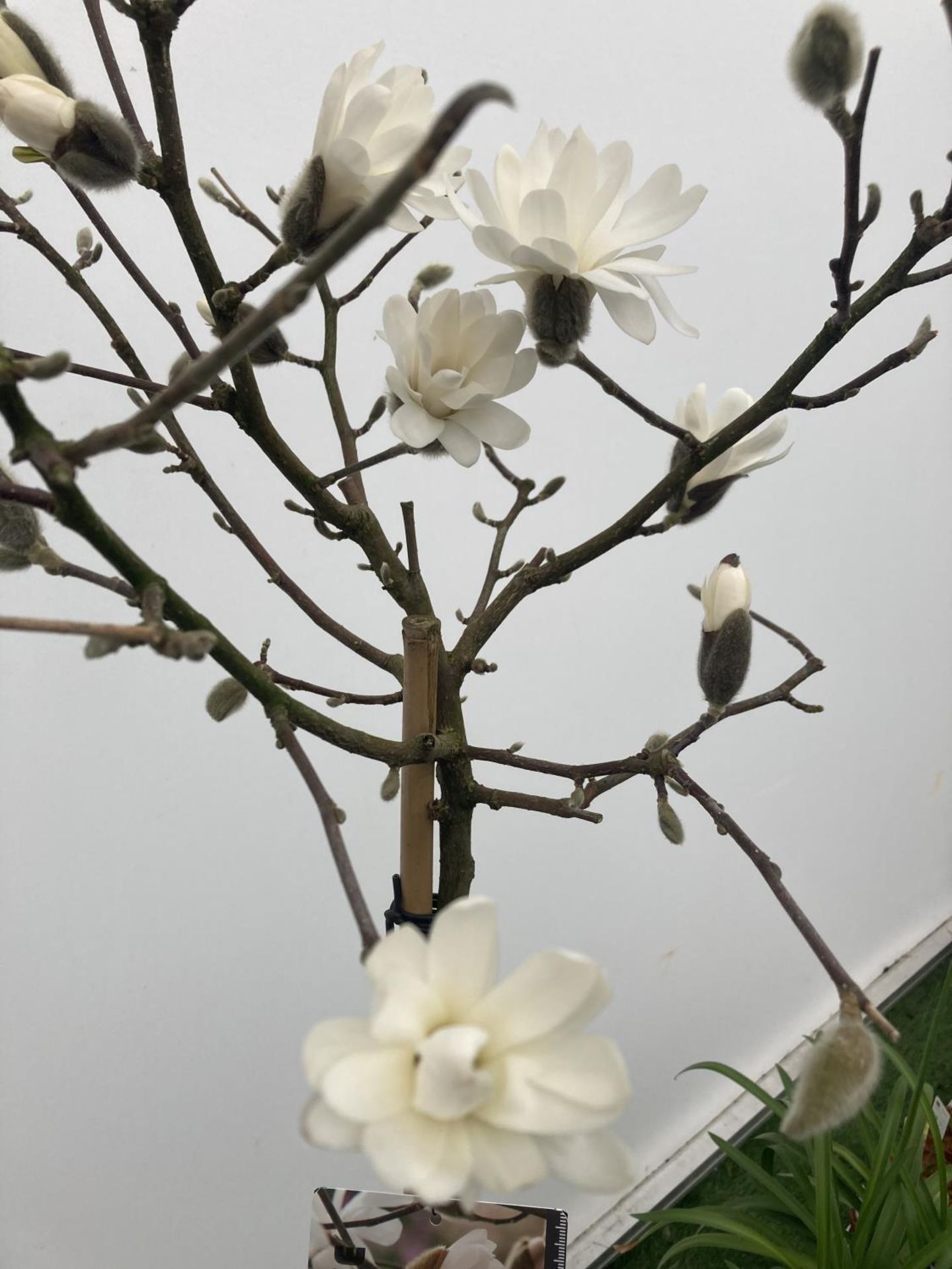 A STANDARD MAGNOLIA STELLATA TREE OVER 160CM TALL IN A 10 LTR POT PLUS VAT - Image 4 of 5