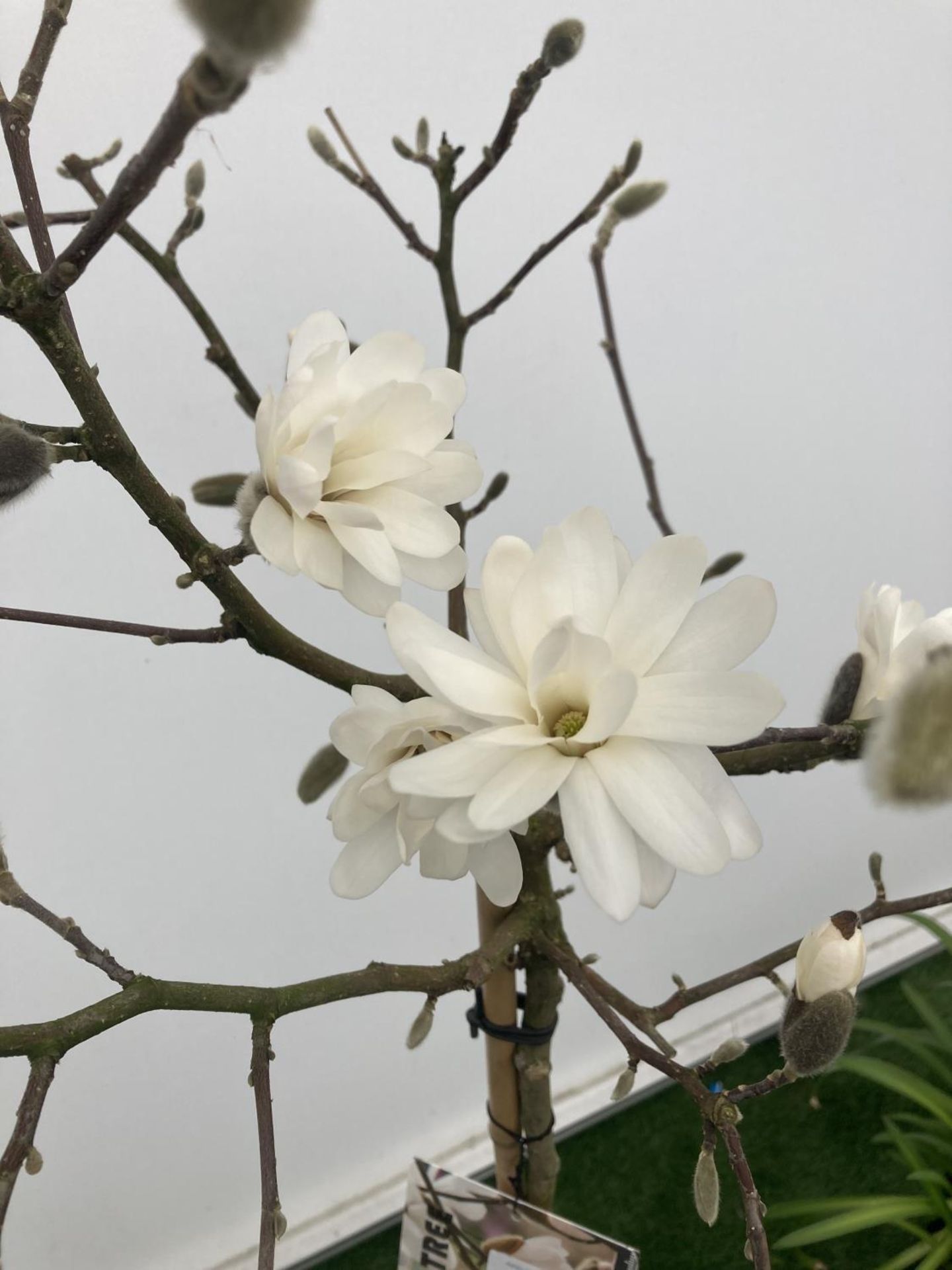 A STANDARD MAGNOLIA STELLATA TREE OVER 160CM TALL IN A 10 LTR POT PLUS VAT - Image 3 of 5