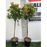 TWO EUONYMUS 'JAPONICUS' STANDARD TREES APPROX 135CM IN HEIGHT IN 7 LTR POTS PLUS VAT TO BE SOLD FOR
