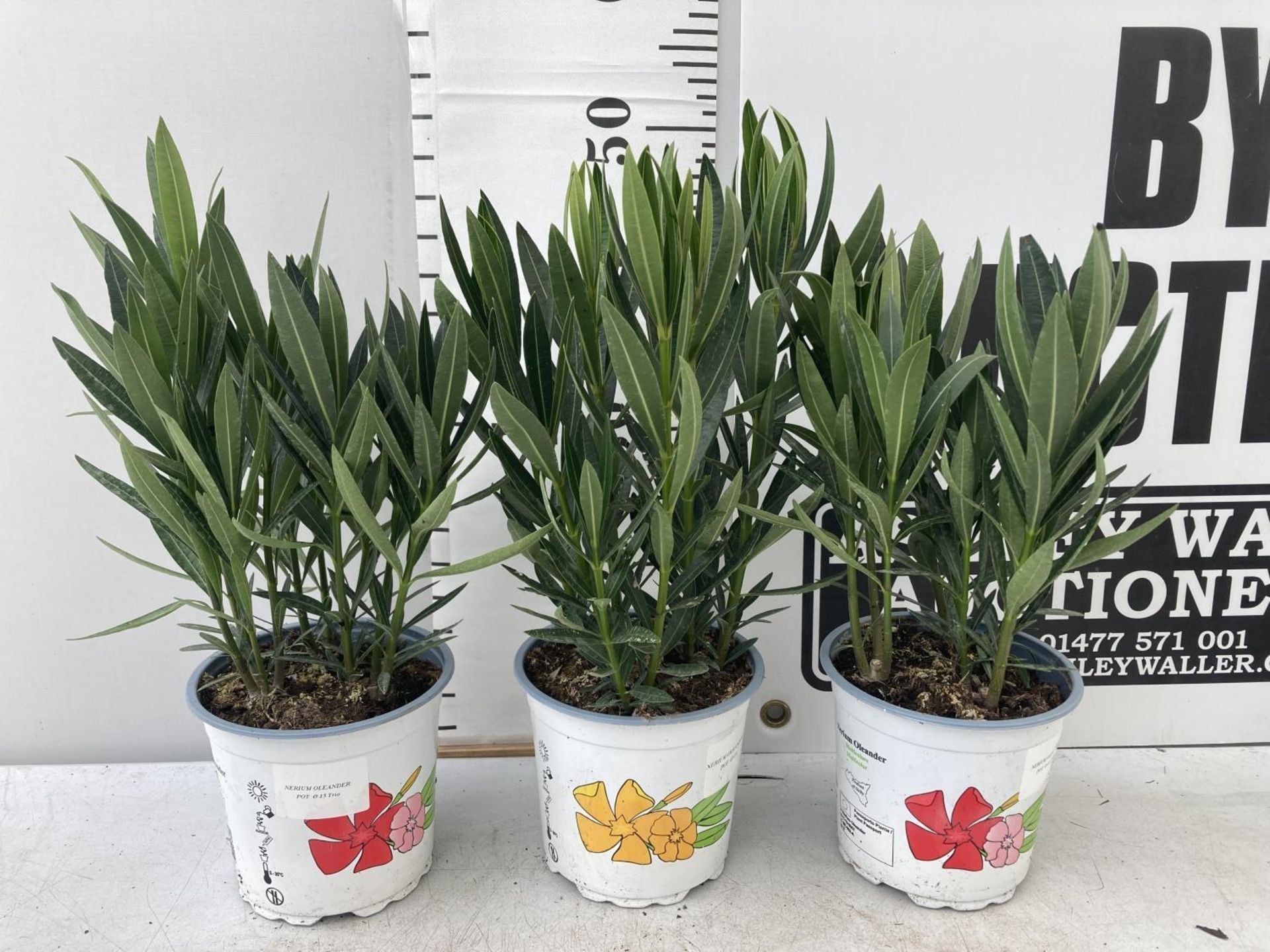 THREE NERIUM OLEANDER PLANTS IN 2 LTR POTS APPROX 50CM IN HEIGHT PLUS VAT TO BE SOLD FOR THE THREE