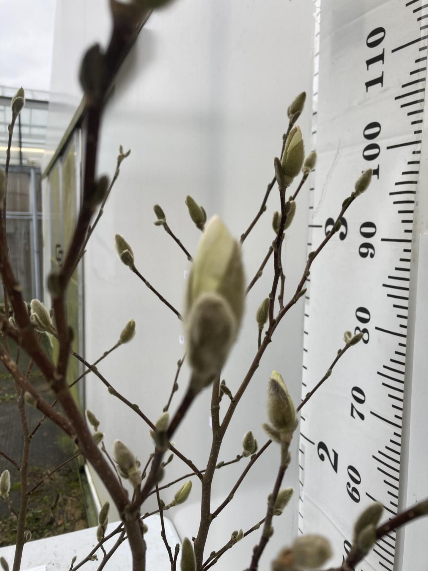 ONE MAGNOLIA STELLATA 'ROYAL STAR' APPROX 110CM IN HEIGHT IN A 7 LTR POT PLUS VAT - Image 3 of 3