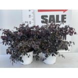 TWO LOROPETALUM CHINENSE- CHINESE FRINGE FLOWER 'BLACK PETAL' APPROX 55CM IN HEIGHT IN 3 LTR POTS