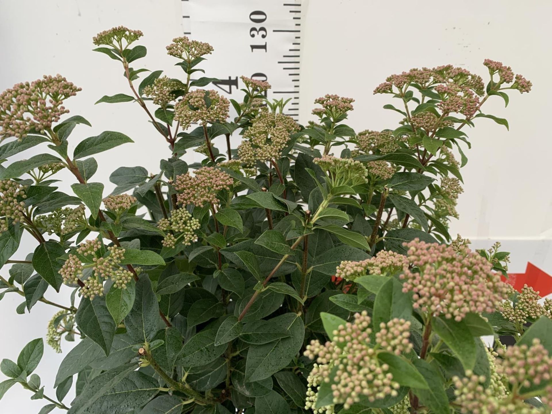 ONE LARGE VIBURNUM TINUS 'EVE PRICE' STANDARD TREE IN A 10 LTR POT APPROX 125CM IN HEIGHT PLUS VAT - Image 5 of 8