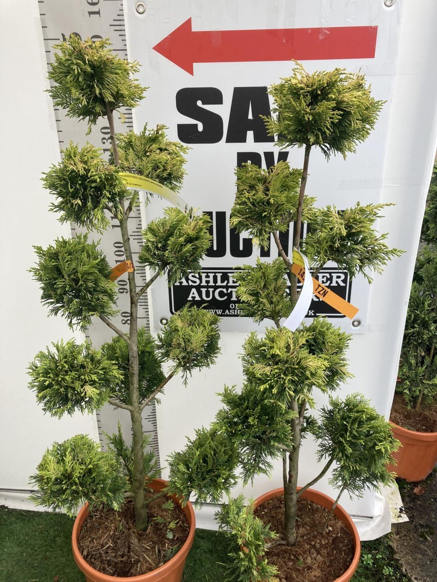 TWO POM POM TREES CUPRESSOCYPARIS LEYLANDII 'GOLD RIDER' APPROX 160CM IN HEIGHT IN 15 LTR POTS - Image 3 of 7