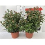 TWO VIBURNUM TINUS 'SPIRIT' APPROX 80CM IN HEIGHT IN 7 LTR POTS PLUS VAT TO BE SOLD FOR THE TWO