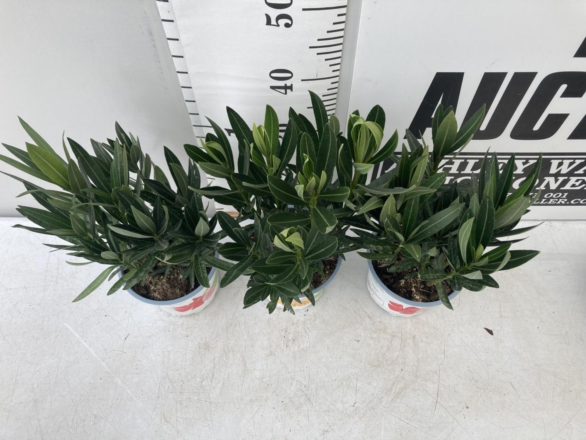 THREE NERIUM OLEANDER PLANTS IN 2 LTR POTS APPROX 50CM IN HEIGHT PLUS VAT TO BE SOLD FOR THE THREE - Image 2 of 4