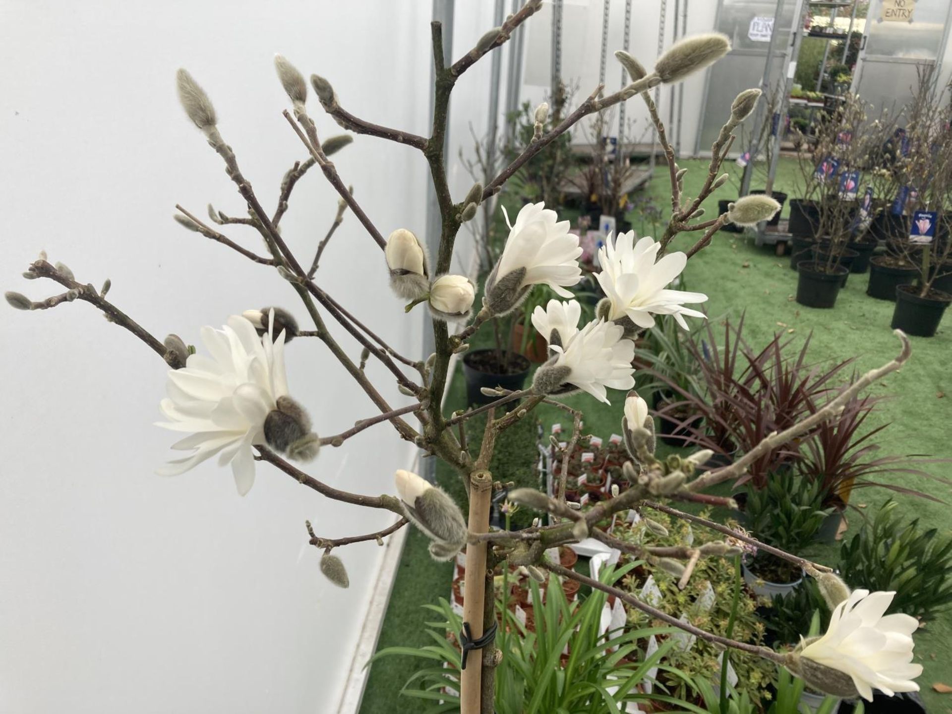A STANDARD MAGNOLIA STELLATA TREE OVER 160CM TALL IN A 10 LTR POT PLUS VAT - Image 5 of 5