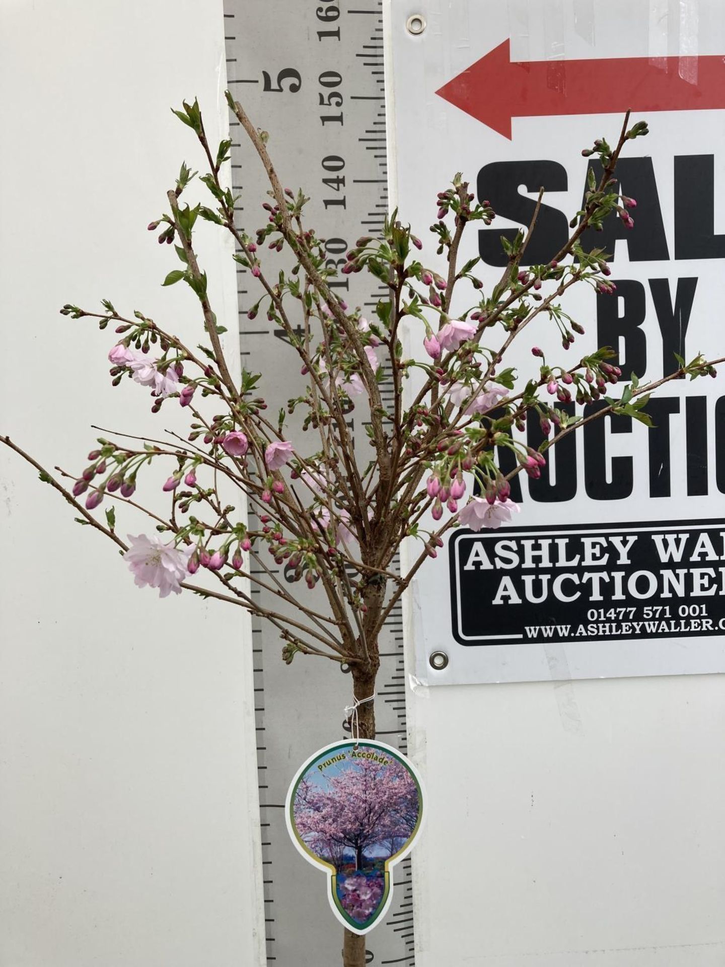 ONE FLOWERING CHERRY PRUNUS 'ACCOLADE' PINK TREE APPROX 140CM IN A 7 LTR POT PLUS VAT - Image 2 of 5