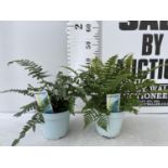 TWO FERNS POLYSTICHUM POLYBLEPHARUM 'JADE' AND 'DRYOPTERIS AFFINIS' APPROX 40CM IN HEIGHT IN 2 LTR