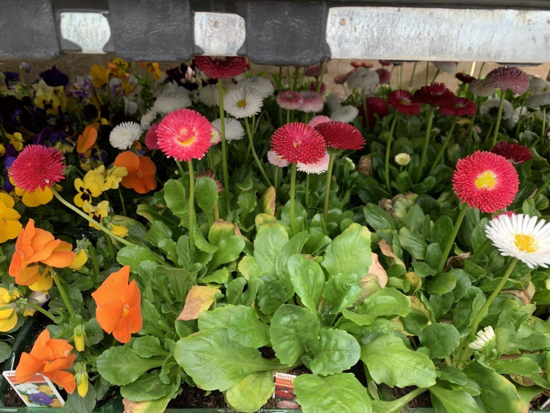 84 MIXED BEDDING PLANTS TO INCLUDE MIXED VIOLA , MIXED BELLIS ETC IN TRAYS OF 6 PLUS VAT TO BE - Image 8 of 10