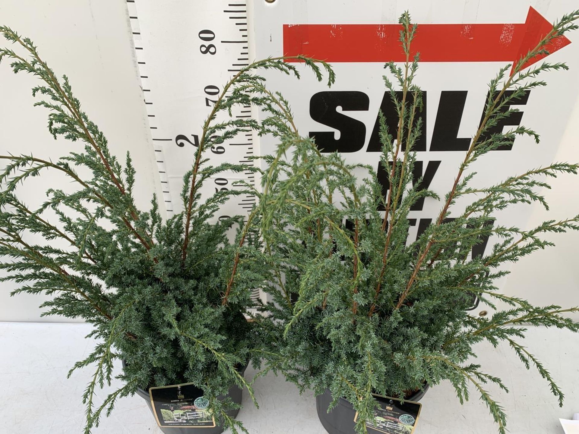 TWO JUNIPERUS CHINENSIS 'BLUE ALPS' IN 7 LTR POTS APPROX 1 METRE IN HEIGHT PLUS VAT TO BE SOLD FOR - Image 3 of 10