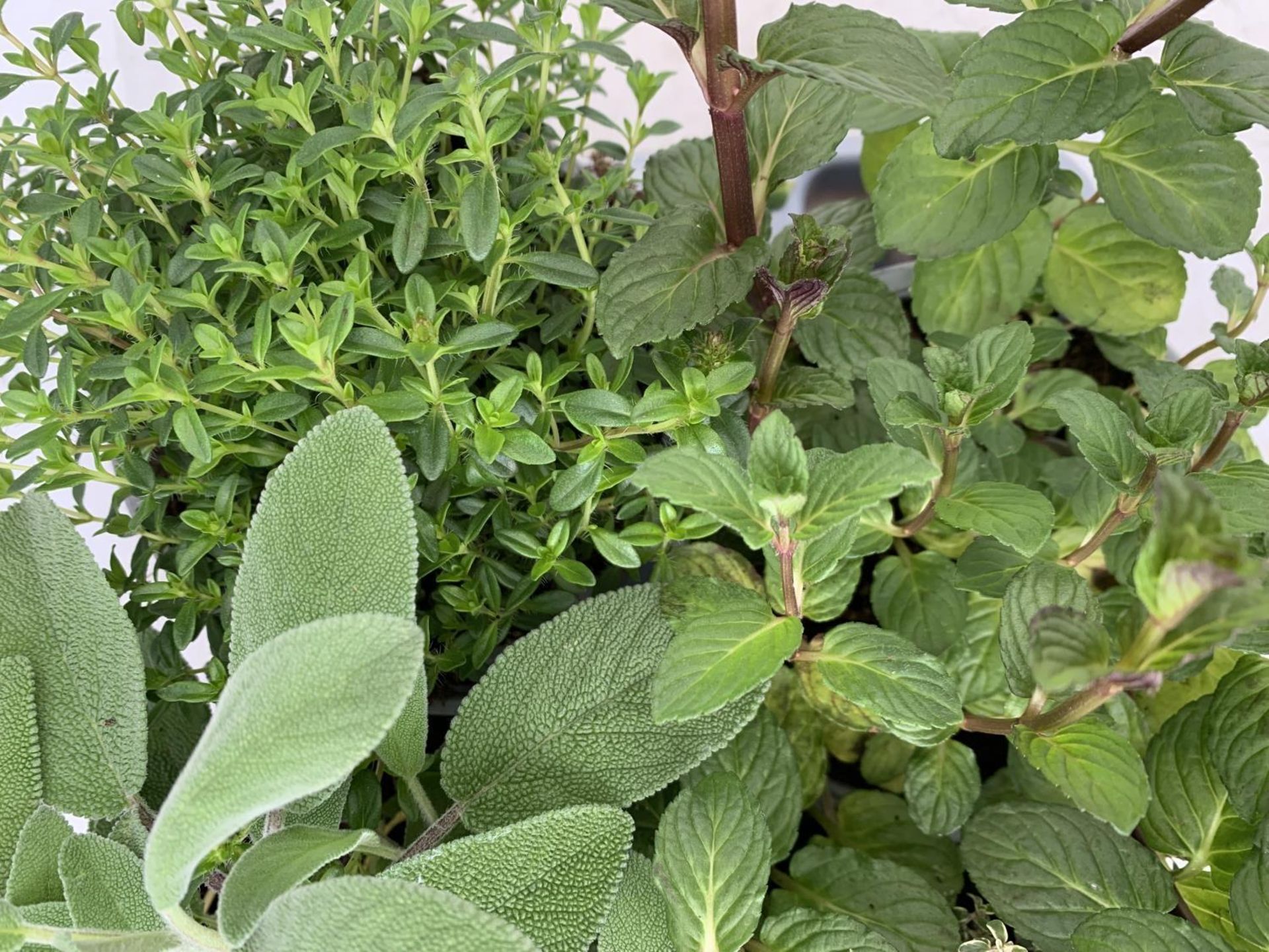 EIGHT MIXED HERBS IN 1 LITRE POTS TO INCLUDE ROSEMARY, THYME, MINT AND SAGE APPROX 30CM IN HEIGHT NO - Image 8 of 10