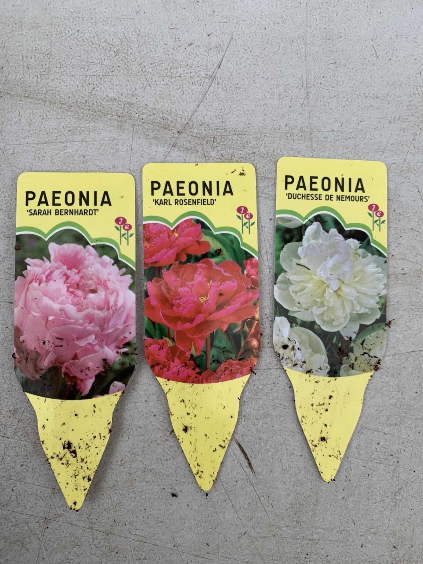 TEN MIXED VARIETIES OF PAEONIA ON A TRAY PLUS VAT TO BE SOLD FOR THE TEN - Image 11 of 12