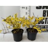 TWO FORSYTHIA PLANTS APPROX 50CM IN HEIGHT IN 3LTR POTS PLUS VAT TO BE SOLD FOR THE THREE