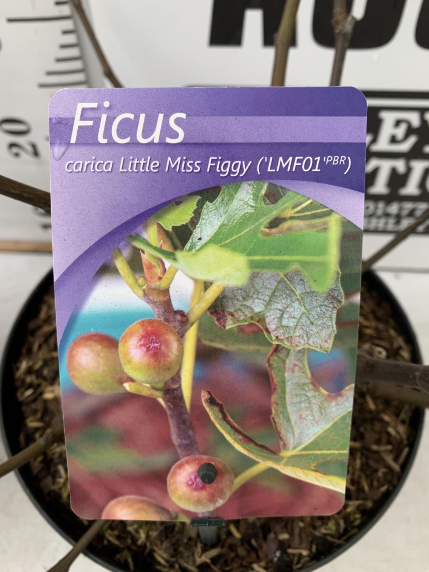 TWO FIGS 'LITTLE MISS FIGGY' IN 5 LTR POTS OVER 40CM IN HEIGHT NO VAT TO BE SOLD FOR THE TWO - Image 8 of 8