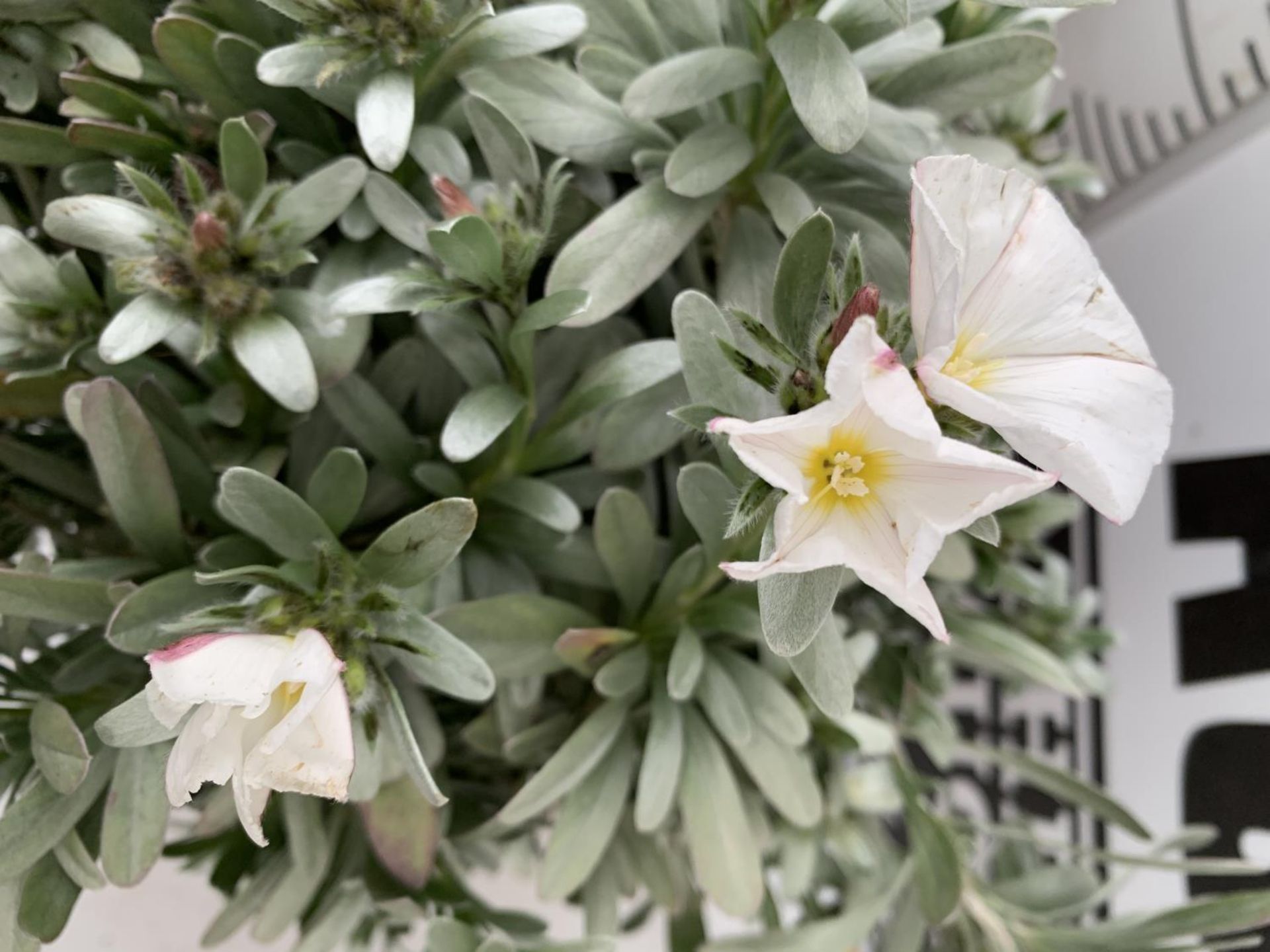 TWO CONVOLVULUS CNEORUM WITH WHITE FLOWERS IN 5 LTR POTS APPROX 45CM IN EHIGHT PLUS VAT TO BE SOLD - Image 8 of 8