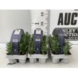 THREE CARRY TRAYS OF LAVENDER PLUG PLANTS APPROX 18 PLANTS IN TOTAL PLUS VAT TO BE SOLD FOR THE