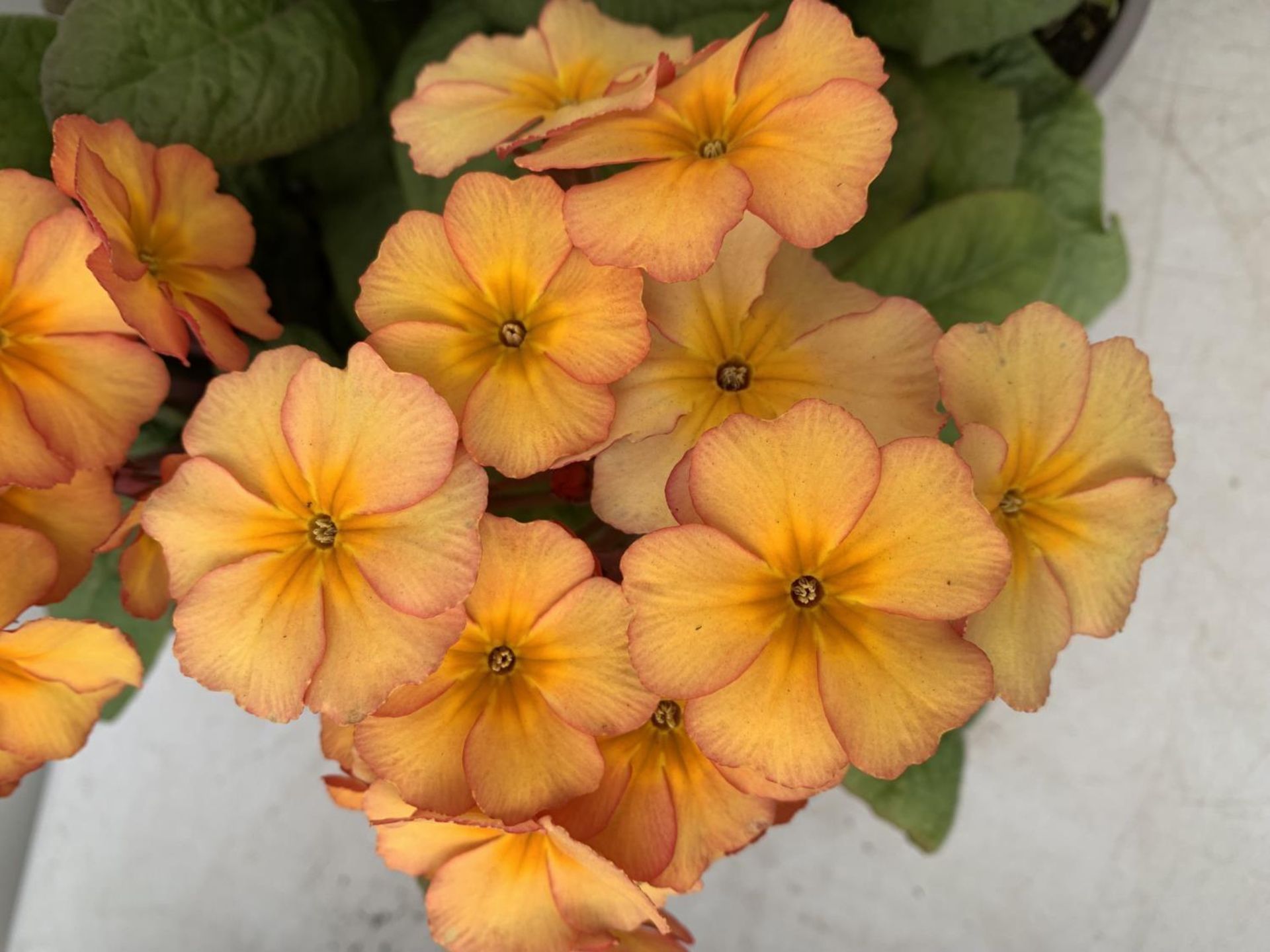 EIGHT DOUBLE PRIMROSE PLANTS ON A TRAY APPROX 35CM IN HEIGHT PLUS VAT TO BE SOLD FOR THE EIGHT - Image 6 of 6