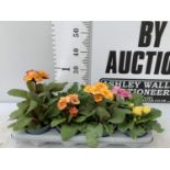 EIGHT DOUBLE PRIMULA PLANTS ON A TRAY MIXED COLOURS PLUS VAT TO BE SOLD FOR THE EIGHT