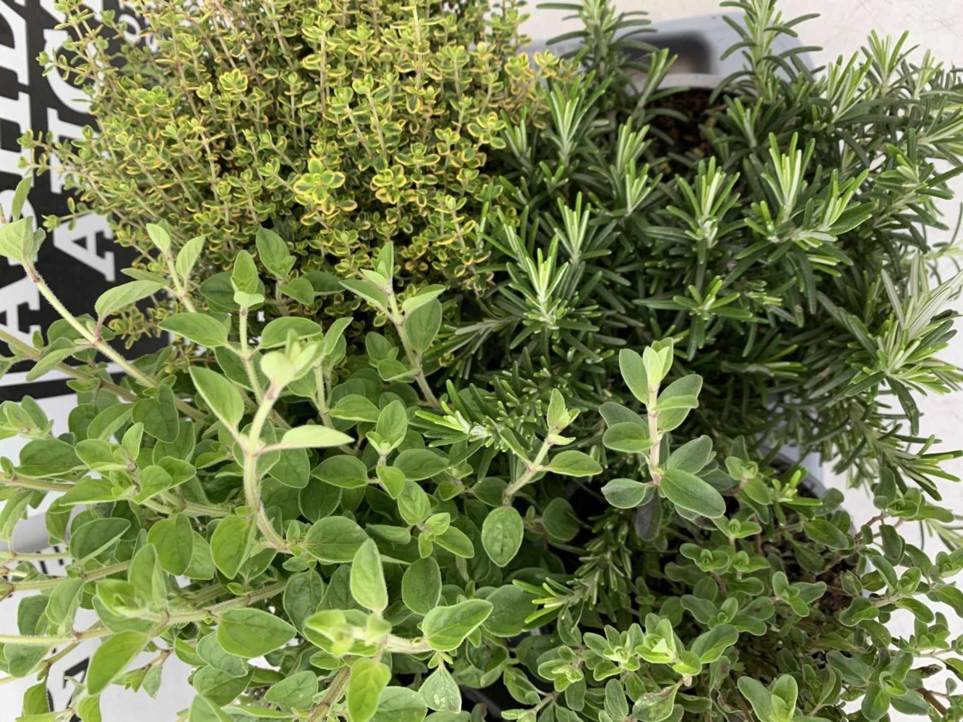 EIGHT MIXED HERBS IN 1 LITRE POTS TO INCLUDE ROSEMARY, THYME, MINT AND SAGE APPROX 30CM IN HEIGHT NO - Image 6 of 8