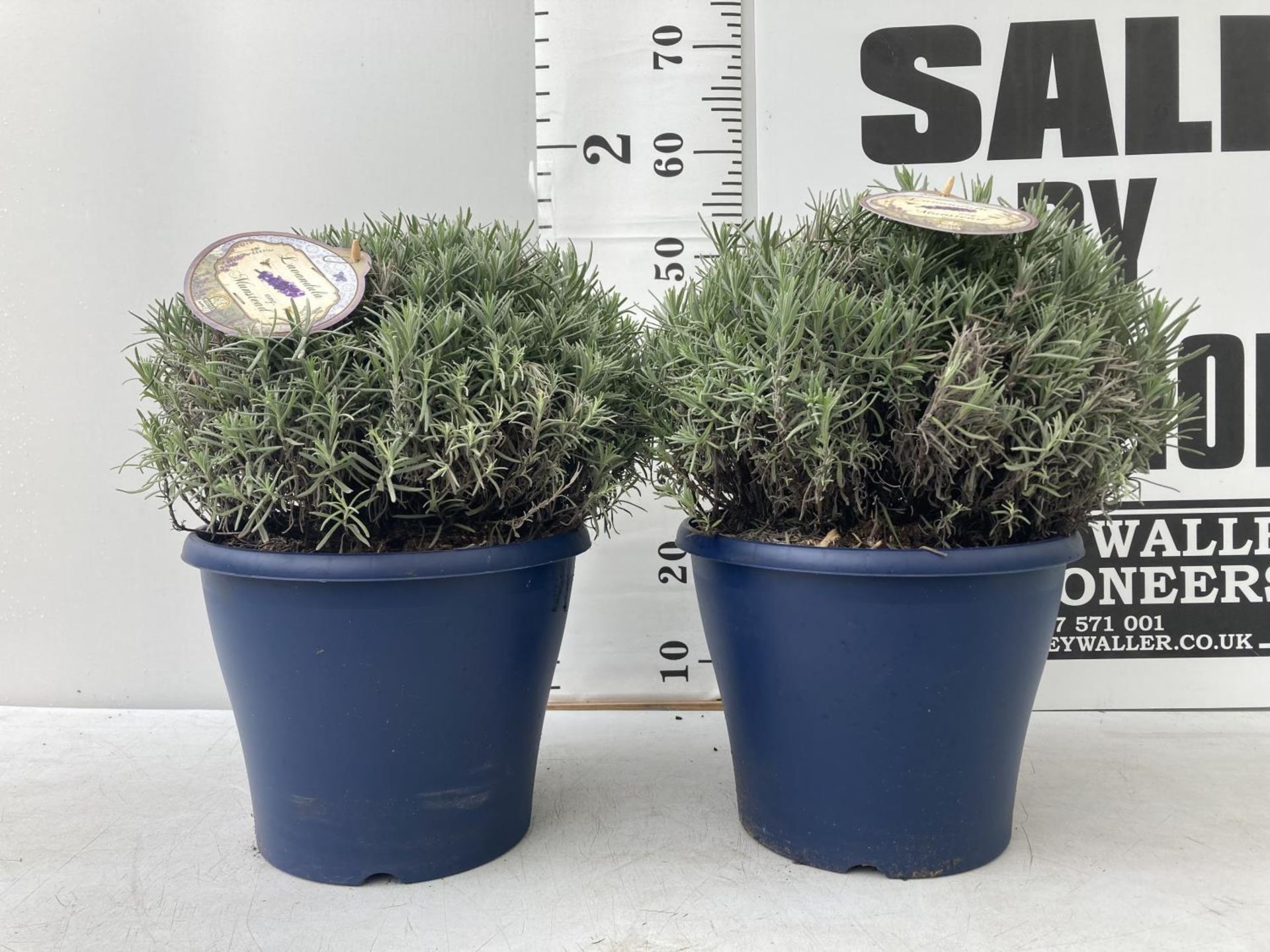 TWO LAVENDER 'MUNSTEAD' APPROX 50CM IN HEIGHT IN 7 LTR POT PLUS VAT TO BE SOLD FOR THE TWO