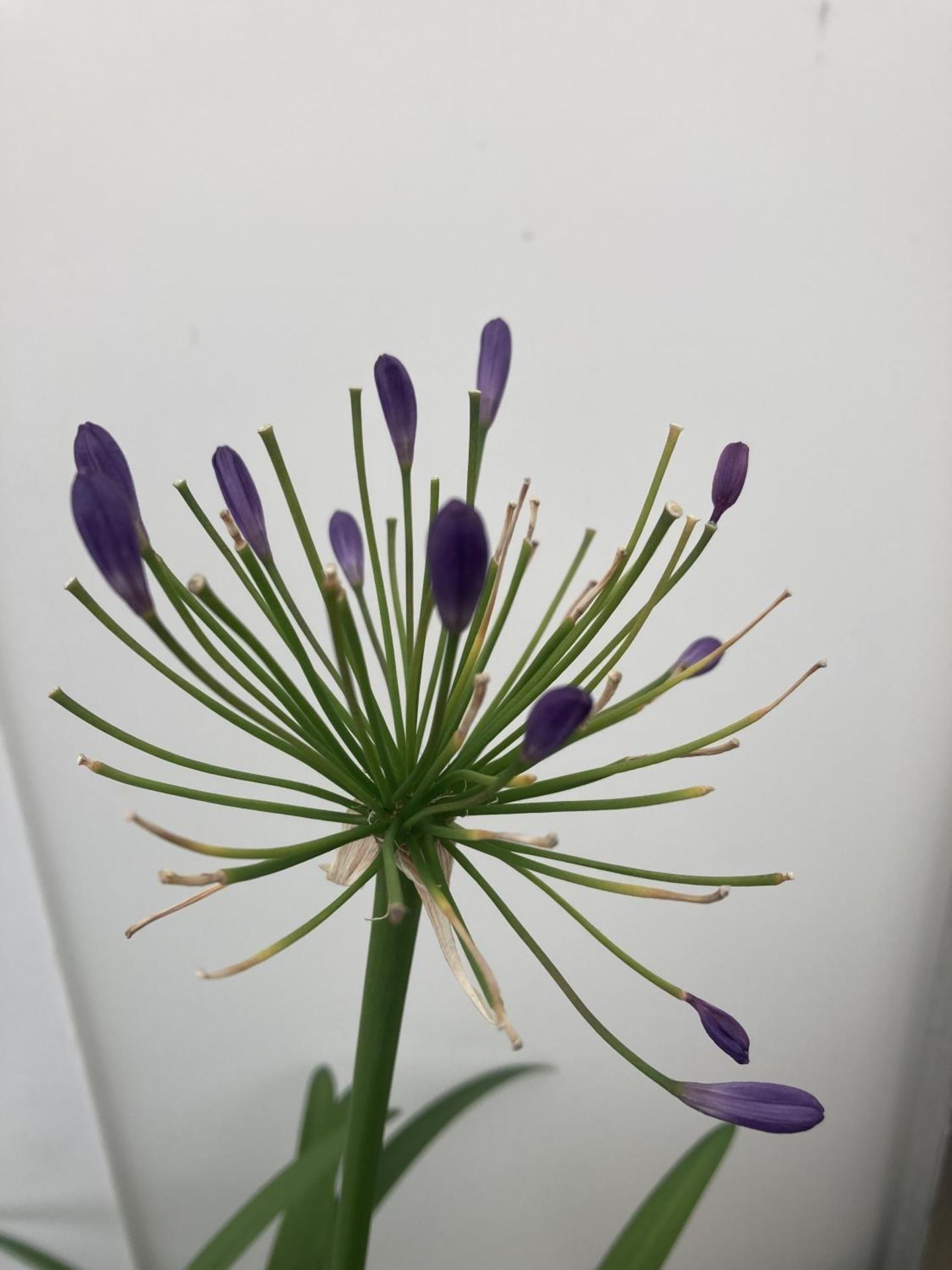 TWO LARGE AGAPANTHUS POPPIN PURPLE OVER 80CM TALL IN 5 LTR POTS TO BE SOLD FOR THE TWO + VAT - Image 5 of 6