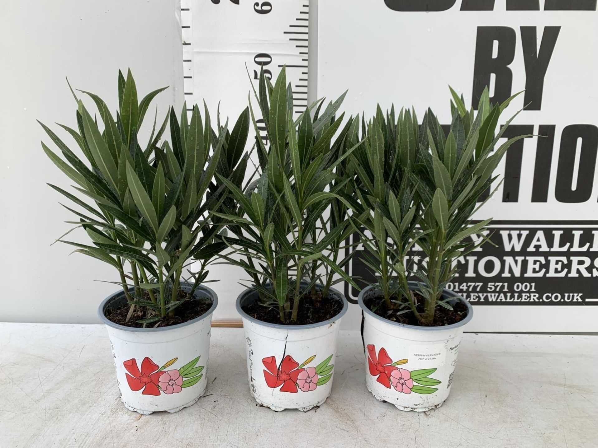 THREE NERIUM OLEANDER PLANTS IN 2 LTR POTS APPROX 45CM IN HEIGHT PLUS VAT TO BE SOLD FOR THE THREE