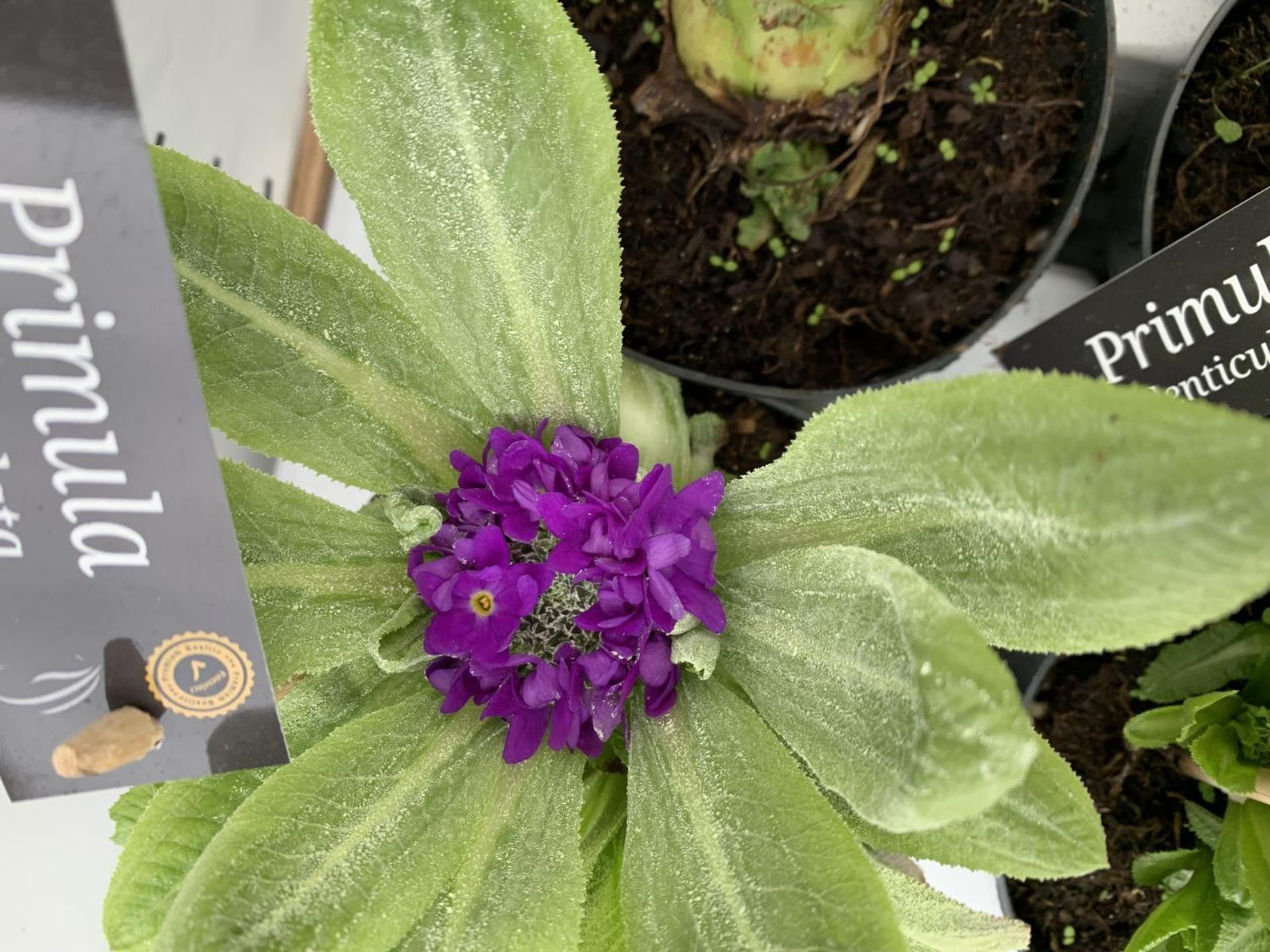 A TRAY OF 10 PRIMULA 'GOLDEN NUGGET' PURPLES/PINK PLUS VAT TO BE SOLD FOR THE TEN - Image 7 of 10