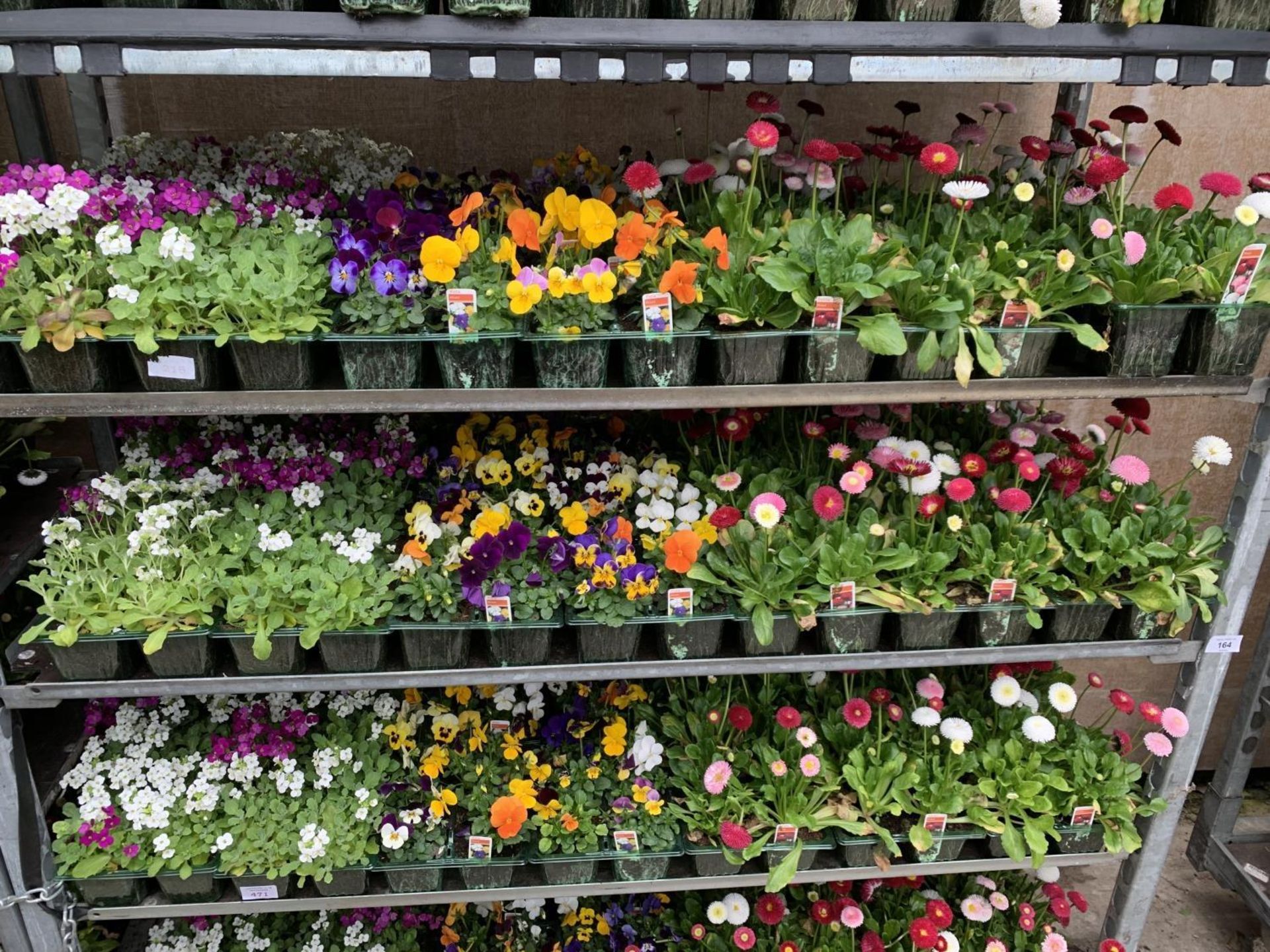 84 MIXED BEDDING PLANTS TO INCLUDE MIXED VIOLA , MIXED BELLIS ETC IN TRAYS OF 6 PLUS VAT TO BE - Image 2 of 10