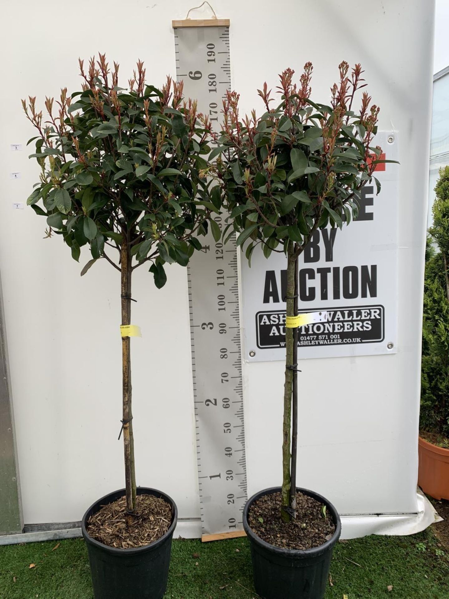 TWO PHOTINIA FRASERI 'RED ROBIN' STANDARD TREES APPROX 180CM IN HEIGHT IN 15 LTR POTS PLUS VAT TO BE - Image 4 of 14