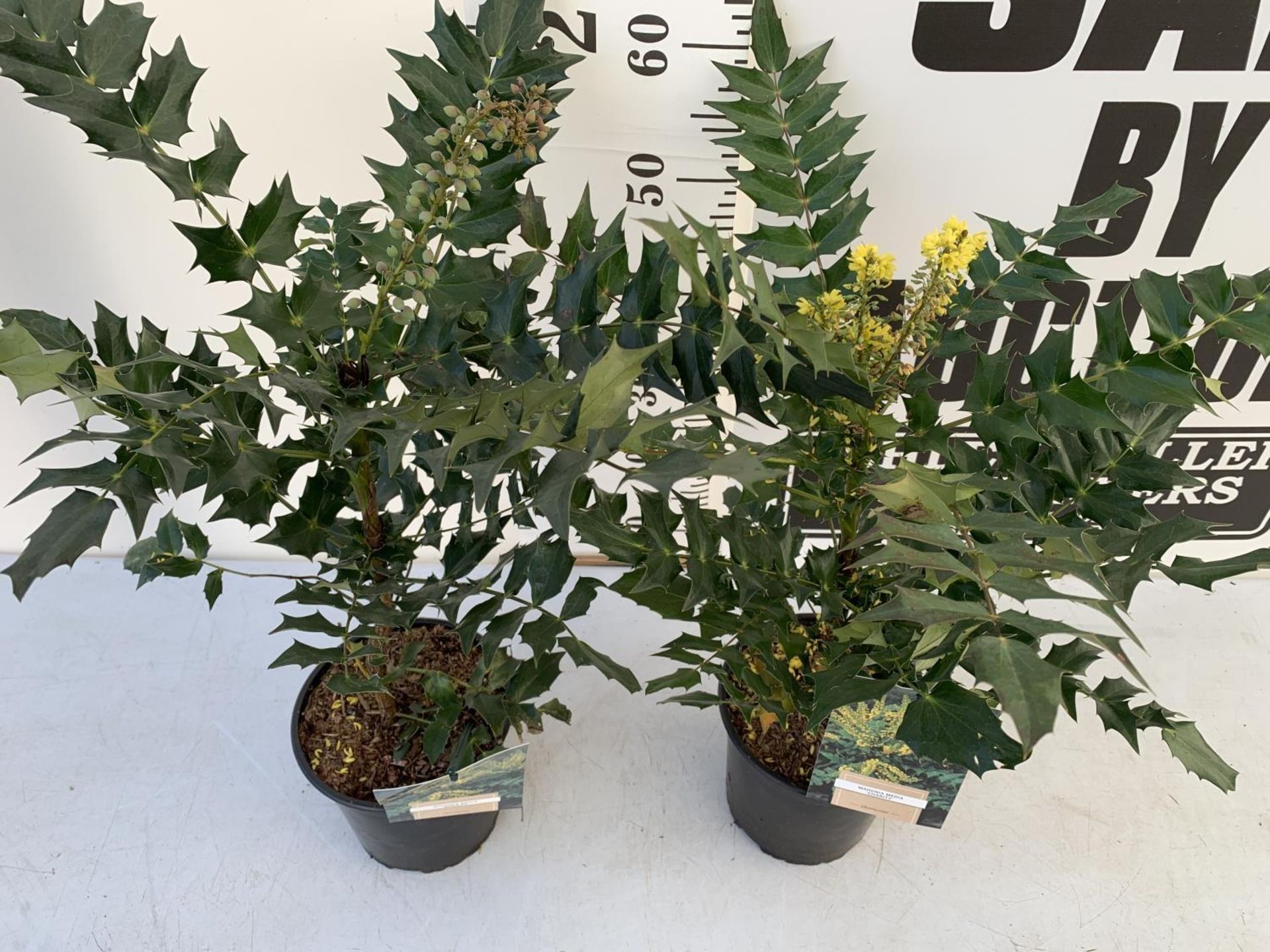 TWO MAHONIA MEDIA 'CHARITY' IN 2 LTR POTS APPROX 60CM IN HEIGHT PLUS VAT TO BE SOLD FOR THE TWO - Image 2 of 5