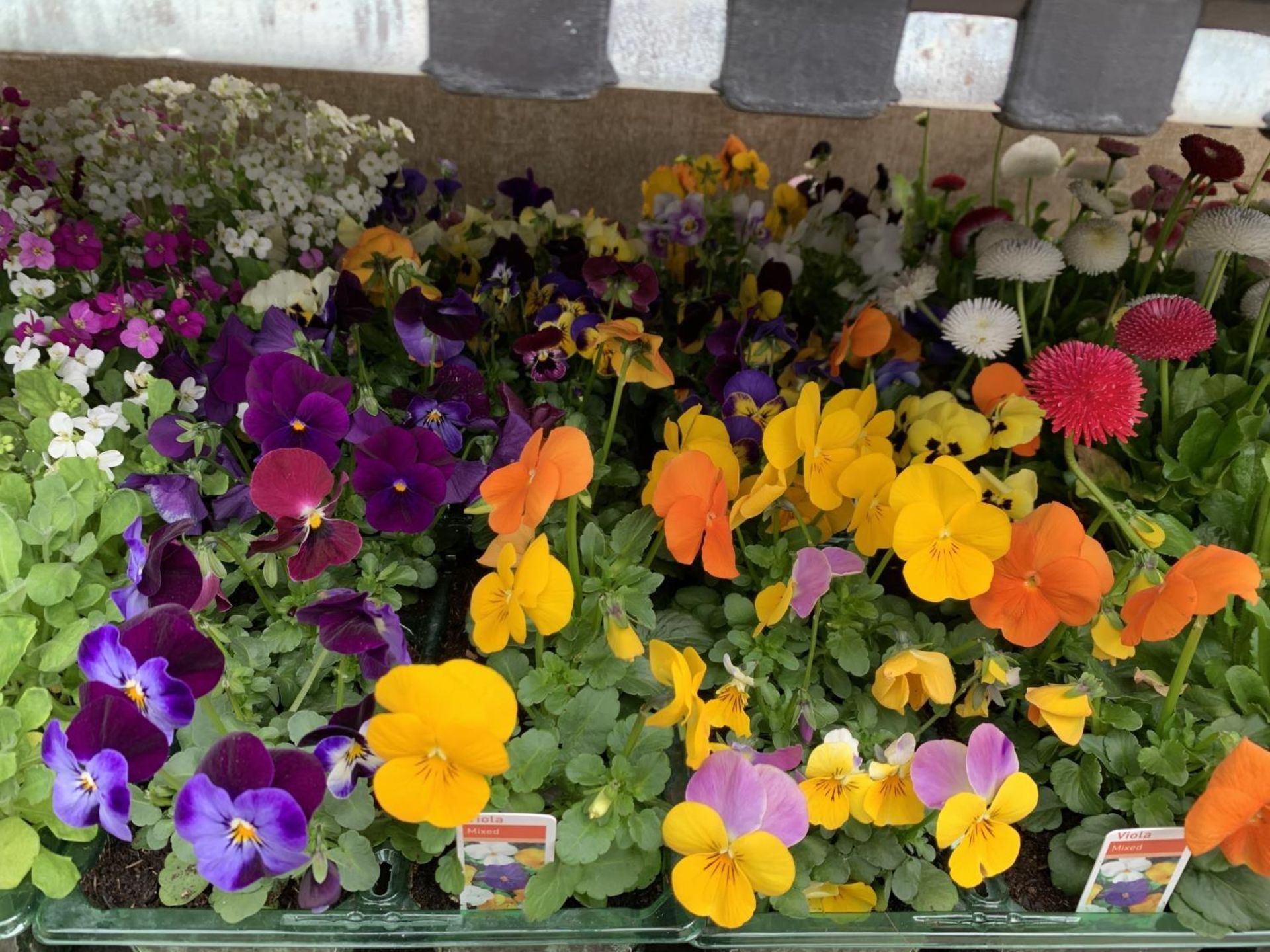 84 MIXED BEDDING PLANTS TO INCLUDE MIXED VIOLA , MIXED BELLIS ETC IN TRAYS OF 6 PLUS VAT TO BE - Image 5 of 10