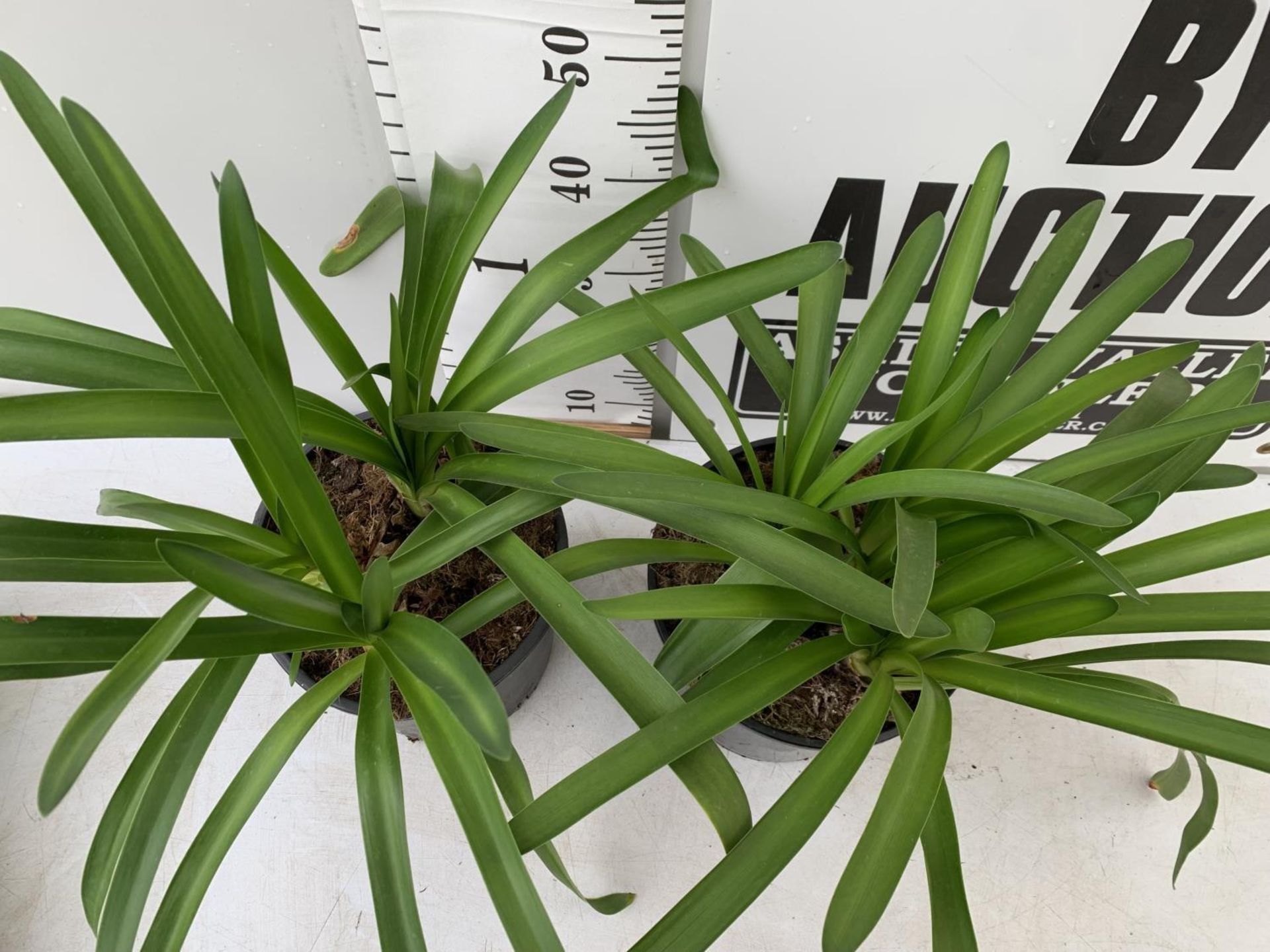 TWO AGAPANTHUS IN A 2 LTR POT APPROX 50CM IN HEIGHT PLUS VAT TO BE SOLD FOR THE TWO - Image 10 of 12