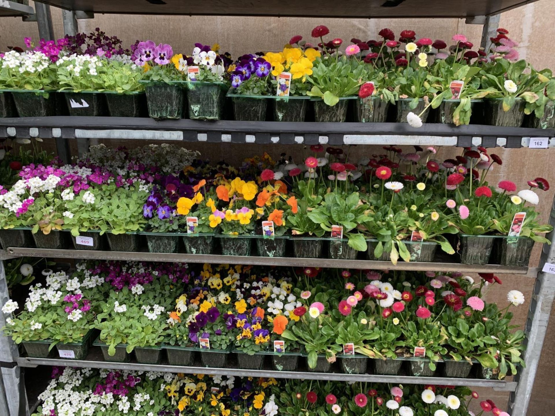 84 MIXED BEDDING PLANTS TO INCLUDE MIXED VIOLA , MIXED BELLIS ETC IN TRAYS OF 6 PLUS VAT TO BE