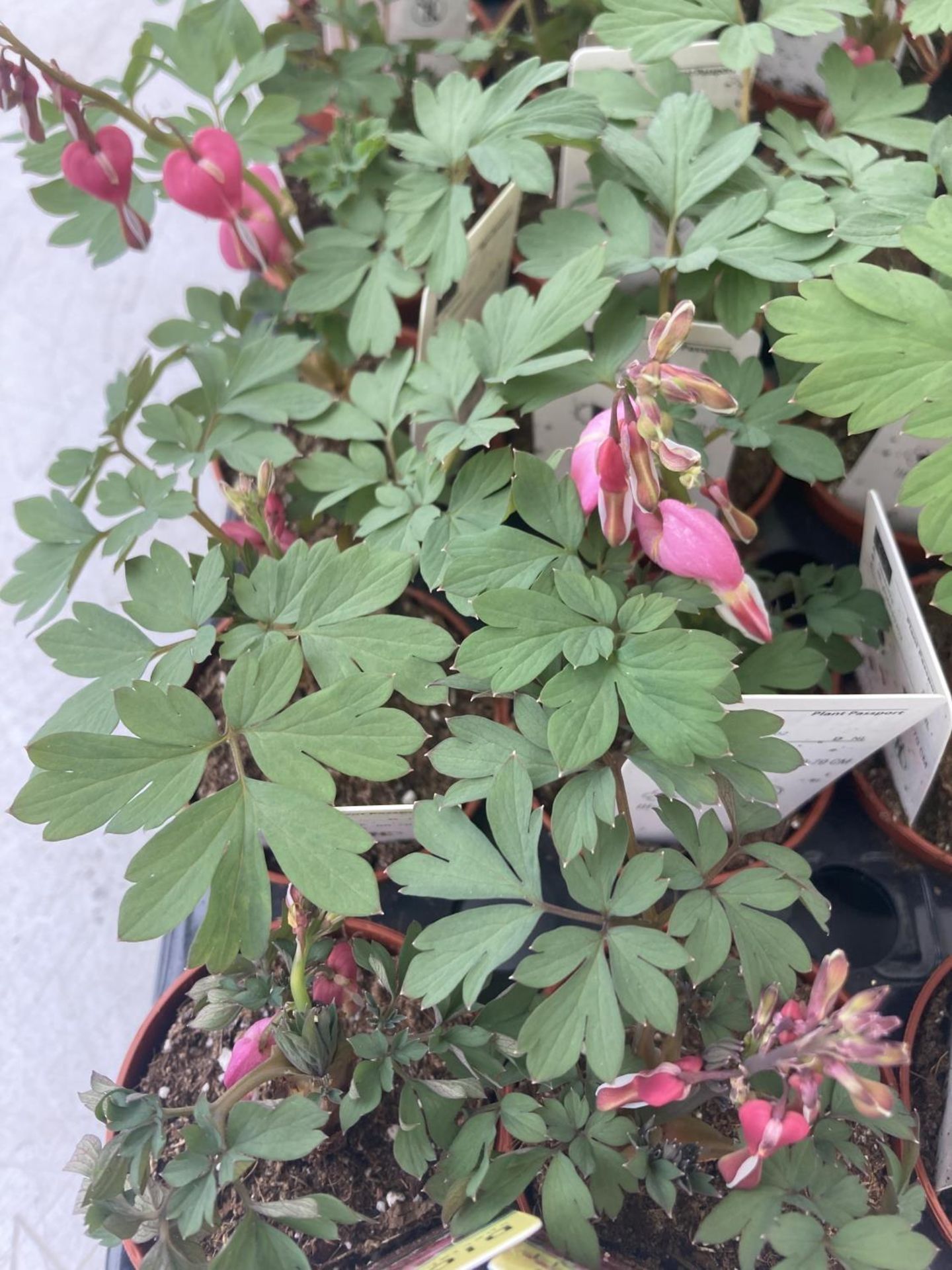 TWENTY DICENTRA PLANTS WHITE AND PINK ON A TRAY PLUS VAT TO BE SOLD FOR THE TWENTY - Image 25 of 28