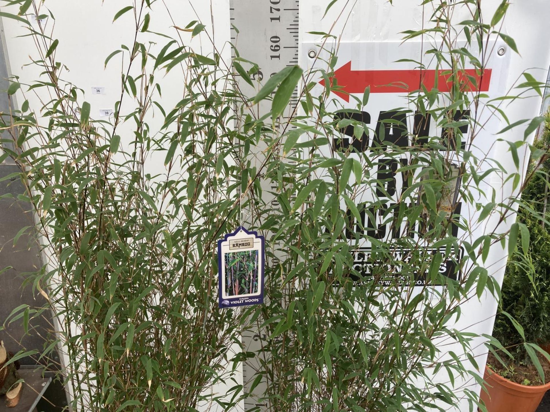 TWO LARGE BAMBOO FARGESIA 'VIOLET WOODS' APPROX 180CM IN HEIGHT IN 10 LTR POTS PLUS VAT TO BE SOLD - Image 3 of 6