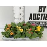 EIGHT DOUBLE PRIMROSE PLANTS ON A TRAY MIXED COLOURS PLUS VAT TO BE SOLD FOR THE EIGHT