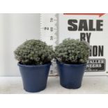 TWO LAVENDER 'HIDCOTE' IN 5 LTR POTS 1APPROX 45CM IN HEIGHT PLUS VAT TO BE SOLD FOR THE TWO
