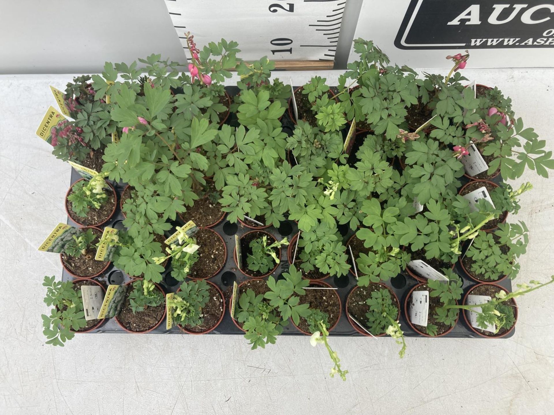 TWENTY DICENTRA PLANTS WHITE AND PINK ON A TRAY PLUS VAT TO BE SOLD FOR THE TWENTY - Image 7 of 28