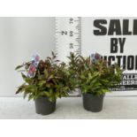 TWO LEUCOTHOE 'ZEBLID' IN 2 LTR POTS APPROX 40CM IN HEIGHT PLUS VAT TO BE SOLD FOR THE TWO