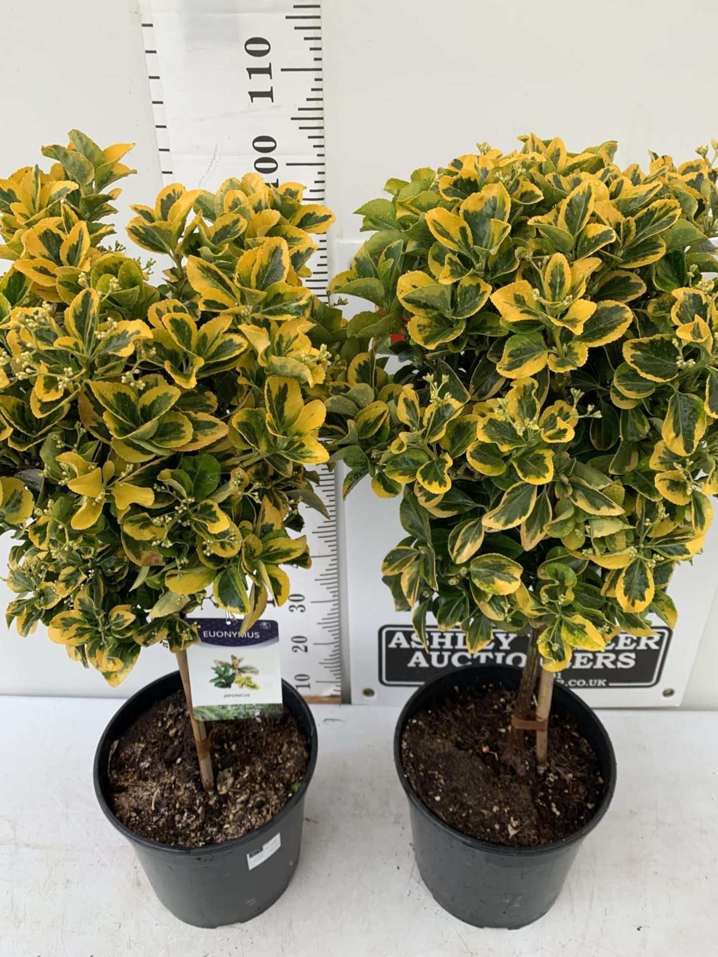TWO EUONYMUS JAPONICUS STANDARD TREES APPROX 120CM IN HEIGHT IN 4 LTR POTS PLUS VAT TO BE SOLD FOR - Image 3 of 8