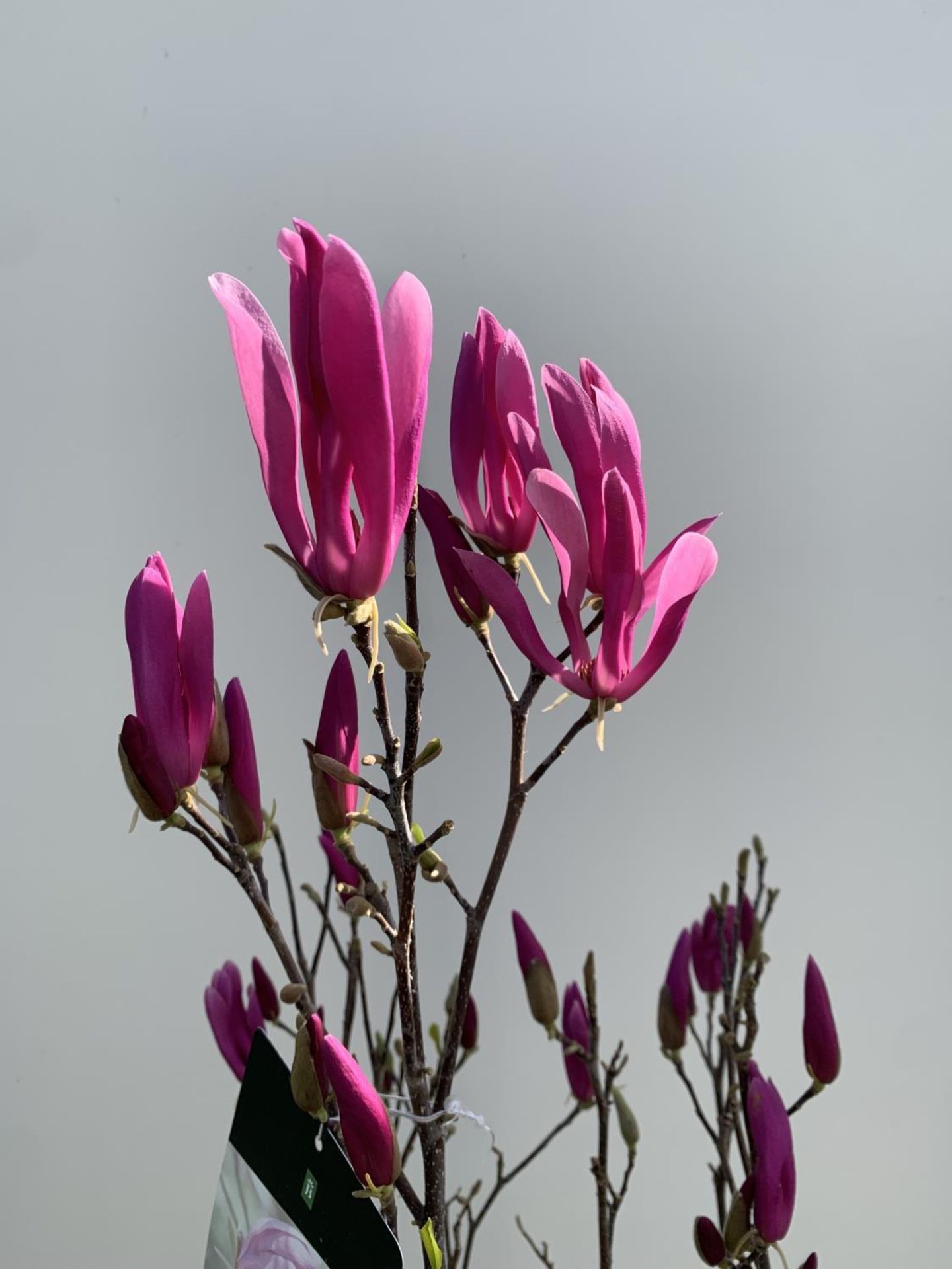 A LARGE MAGNOLIA PINK 'SUSAN' TREE OVER 2 METRES IN HEIGHT IN A 10 LTR POT PLUS VAT - Image 8 of 12