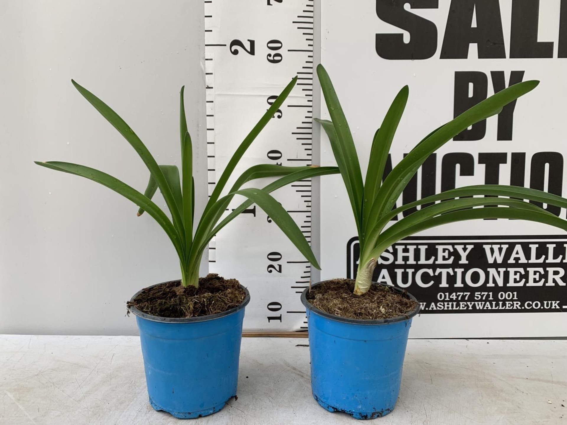TWO AGAPANTHUS IN A 2 LTR POT APPROX 50CM IN HEIGHT PLUS VAT TO BE SOLD FOR THE TWO - Image 2 of 12
