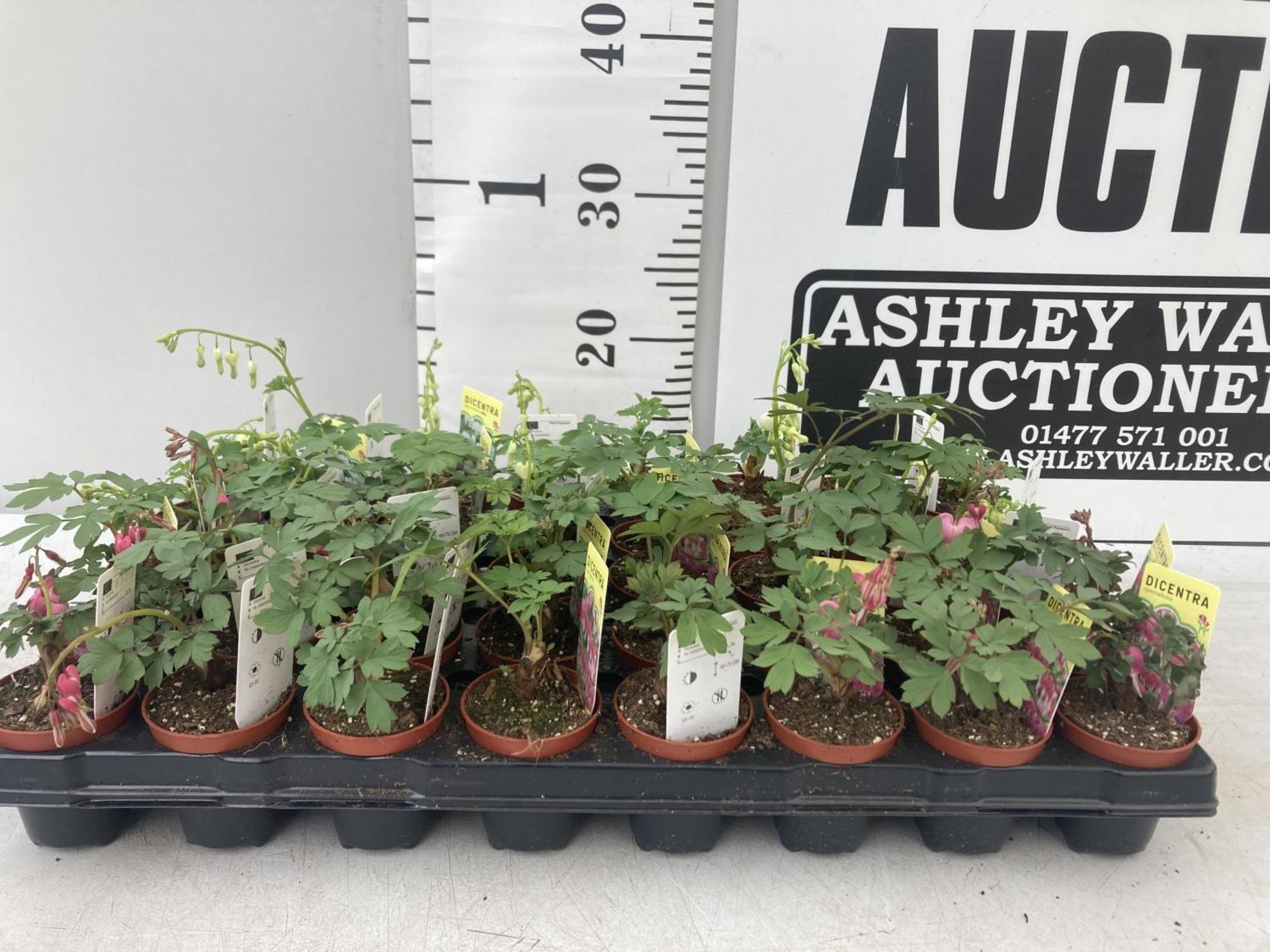 TWENTY DICENTRA PLANTS WHITE AND PINK ON A TRAY PLUS VAT TO BE SOLD FOR THE TWENTY - Image 10 of 28