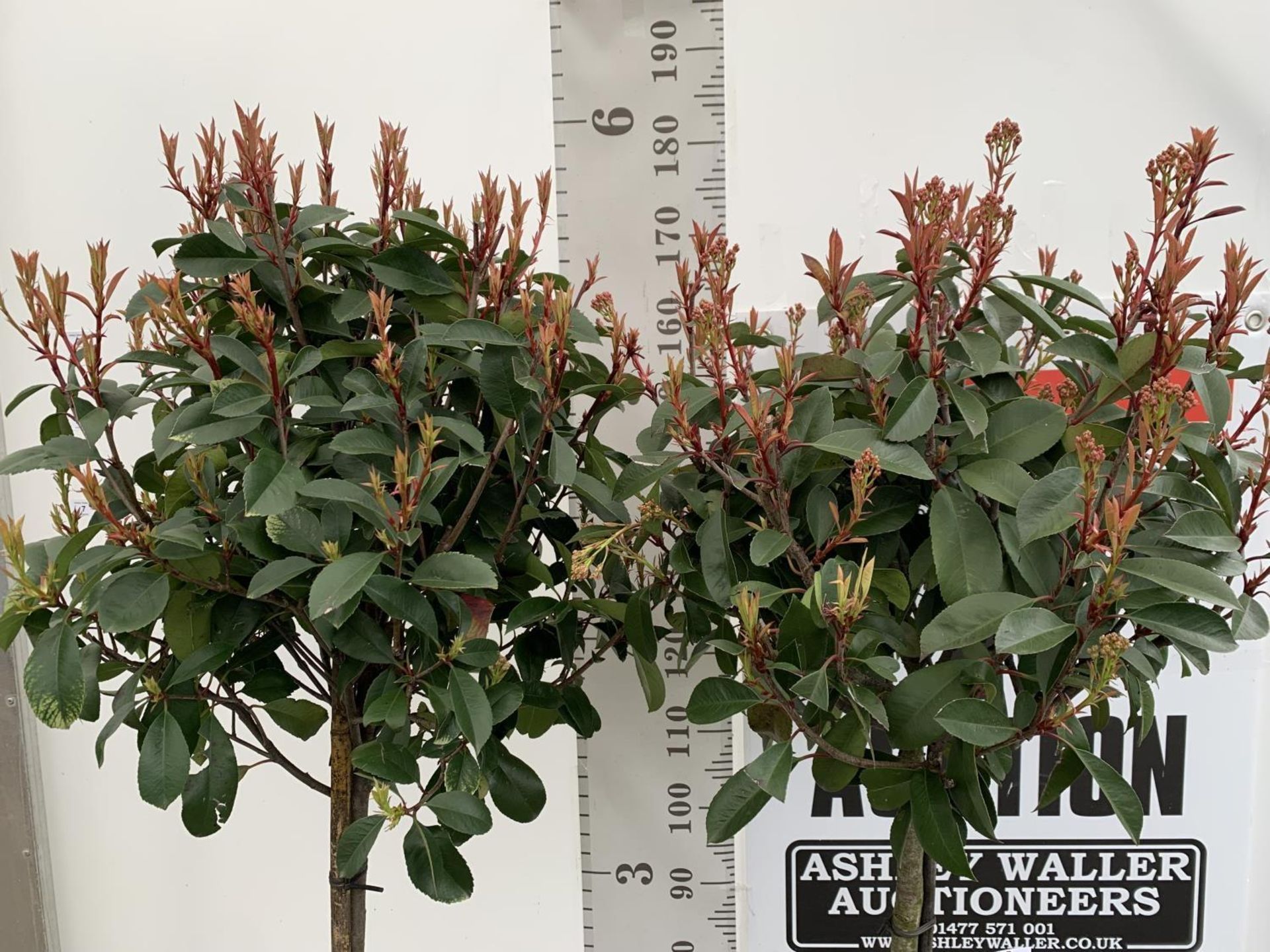 TWO PHOTINIA FRASERI 'RED ROBIN' STANDARD TREES APPROX 180CM IN HEIGHT IN 15 LTR POTS PLUS VAT TO BE - Image 5 of 14