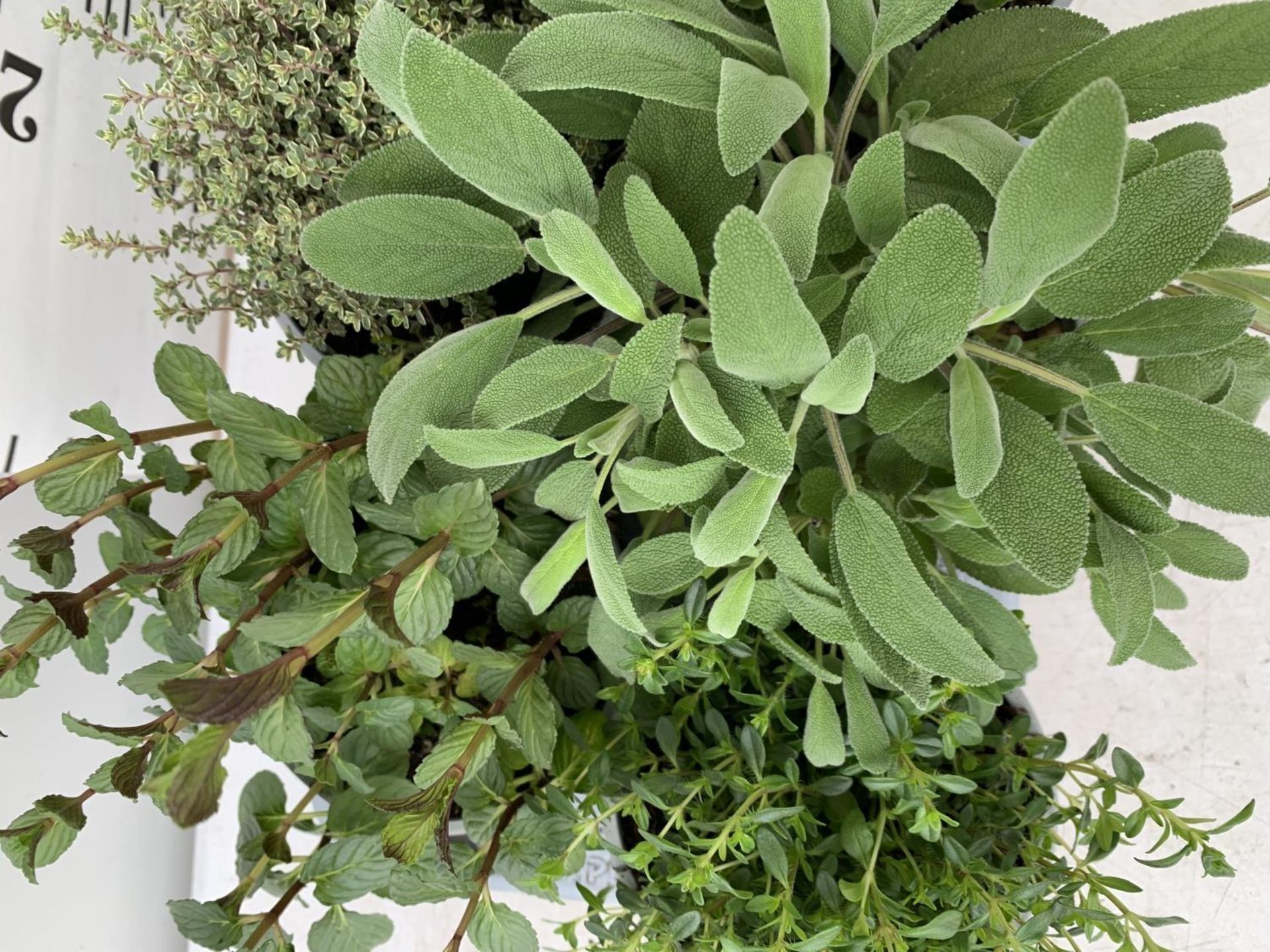 EIGHT MIXED HERBS IN 1 LITRE POTS TO INCLUDE ROSEMARY, THYME, MINT AND SAGE APPROX 30CM IN HEIGHT NO - Image 8 of 8