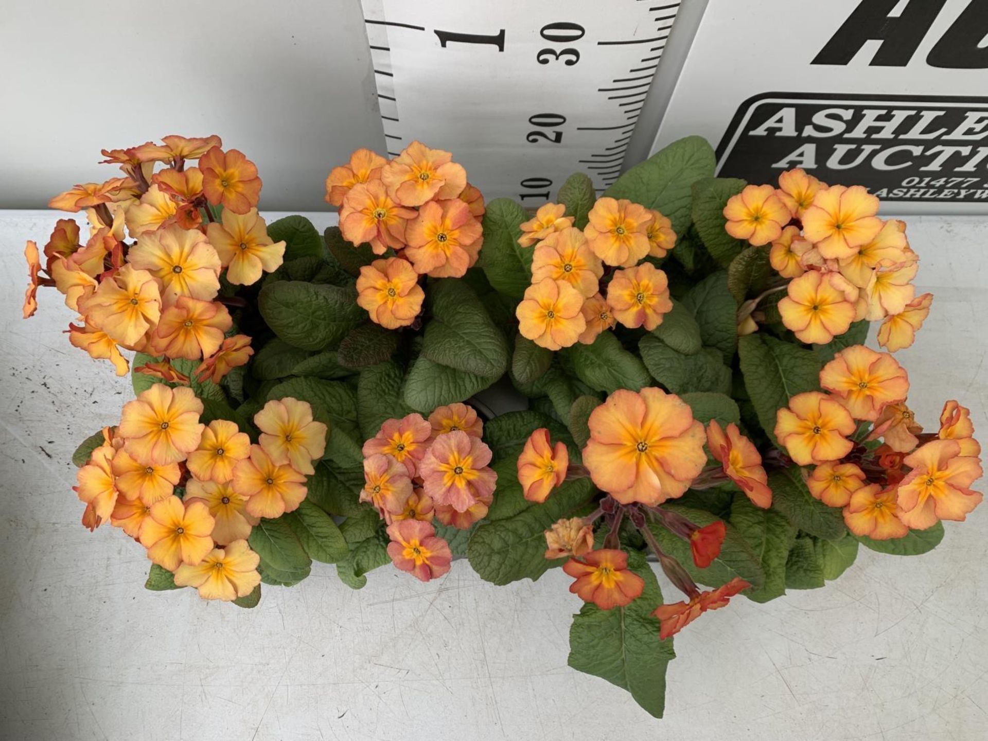 EIGHT DOUBLE PRIMROSE PLANTS ON A TRAY APPROX 35CM IN HEIGHT PLUS VAT TO BE SOLD FOR THE EIGHT - Image 3 of 6