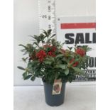 A LARGE SKIMMIA JAPONICA 'PABELLA' PLANT IN A 5 LTR POT APPROX 75CM IN HEIGHT PLUS VAT