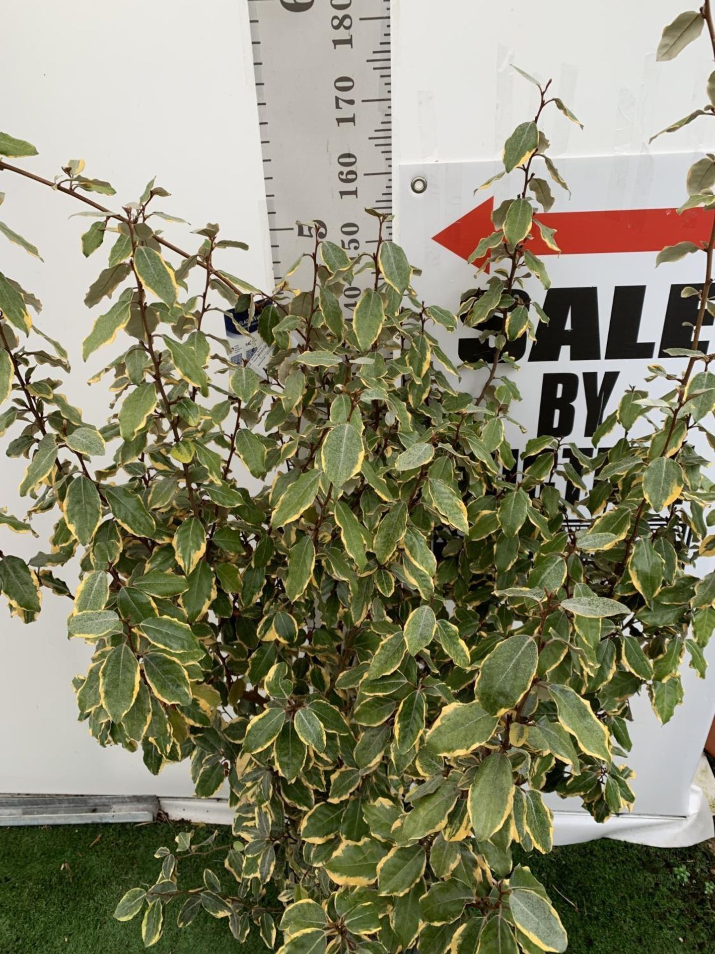 A ELAEAGNUS EBBINGEI 'VIVLEG' SILVERBERRY OVER 170CM IN HEIGHT IN A 15 LTR POT PLUS VAT - Image 4 of 8